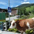 Tirol (195)