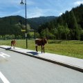 Tirol (196)